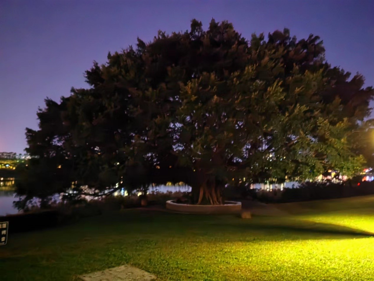 12-085097.jpg 广西榕树.jpg